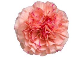 Putumayo Carnations – Vibrant Wholesale Carnations in Bulk for Events & Bouquets