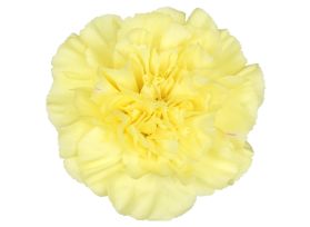 Yellow Carnations – Bright Sunshine Yellow Wholesale Carnations in Bulk for Events & Bouquets