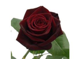 Dark Red Rose Black Bacara