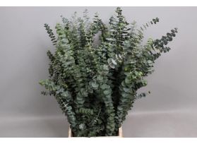 Eucalyptus Baby