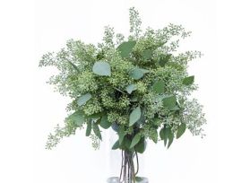 Eucalyptus Seeded
