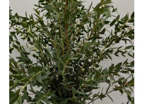fresh eucalyptus parvifolia wholesale for floral arrangements