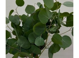 fresh silver dollar eucalyptus wholesale for floral designs