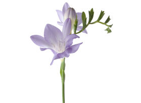 Freesias — lavender