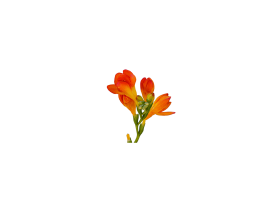 Freesias — orange