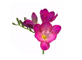 Freesias — pink