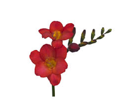 Freesias — red