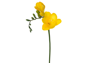 Freesias - yellow