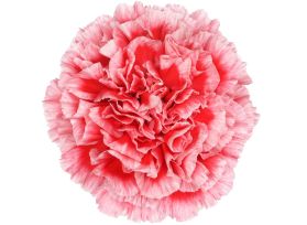 Carnation Vortex – Bulk Wholesale Carnations for Weddings & Florists