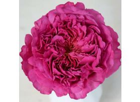 Garden Rose Janelle