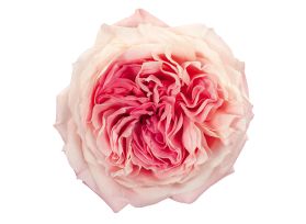Garden Rose Mayra Bridal