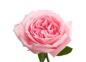 Garden Rose Pink O'Hara