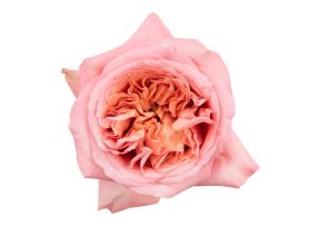 Garden Rose pink xpression