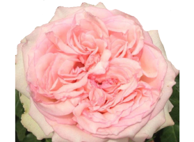 Garden Rose Wedding Kiss