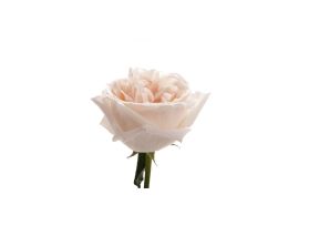 Garden Rose White O'Hara