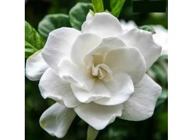 Gardenias