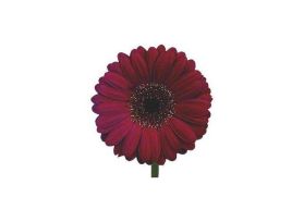 Gerbera Daisy — burgundy