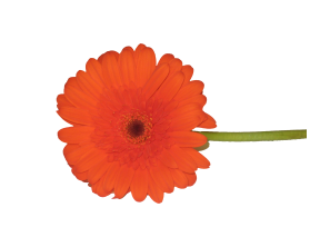 Gerbera Daisy — orange