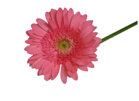 Gerbera Daisy — pink