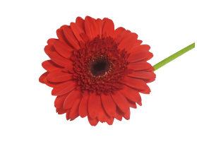 Gerbera Daisy — red