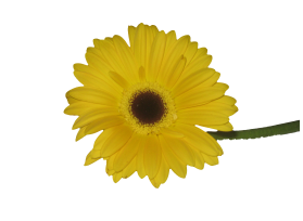 Gerbera Daisy — yellow
