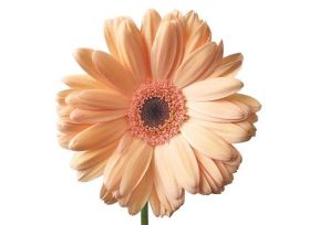 Gerbera Daisy — peach