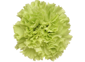 Light Green Carnations – Pale Green Wholesale Carnations in Bulk for Events & Bouquets