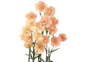 Mini Peach Carnations – Soft Peach Wholesale Mini Carnations in Bulk for Events & Bouquets