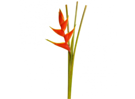 Heliconia up-right Bi color