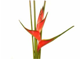 Heliconia up-righ Orange