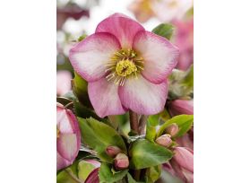 Hellebore - Pink