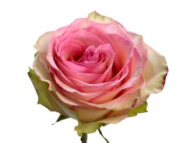 Light Pink Rose Esperance