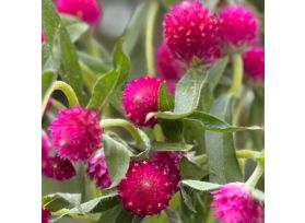 Hot pink - Gomphrena 