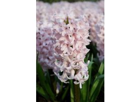 Hyacinth Pink