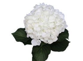 Hydrangea White Antique