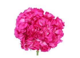 Hydrangeas Hot pink
