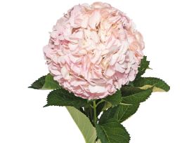 Hydrangeas Natural Pink