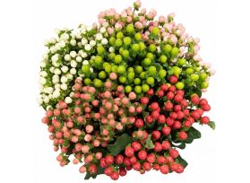 Hypericum — assorted