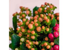 Hypericum — peach