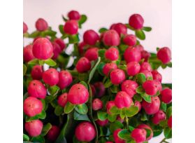 Hypericum — red