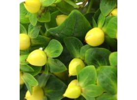 Hypericum — yellow