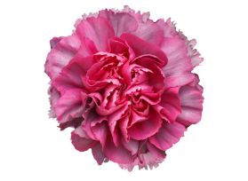 Hypnosis Carnations – Elegant Wholesale Carnations in Bulk for Events & Bouquets