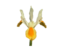 Iris Yellow