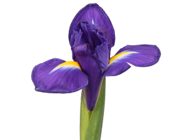 Iris Purple