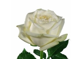 White Rose Polo