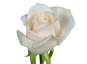 Ivory Rose 40 cm  Vendela