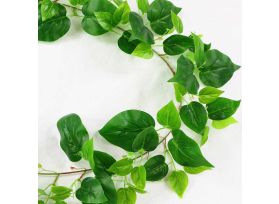 Ivy Green