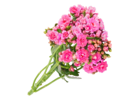 Kalanchoe Pink