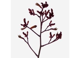 Kangaroo Paw — red