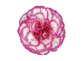 Arlecchino Carnations – Colorful Wholesale Carnations for Weddings & Florists